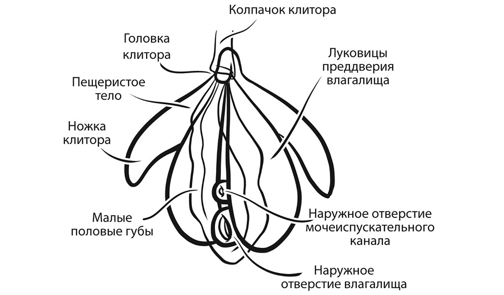 клитороуретровагинальный комплекс
