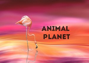 Animal Planet